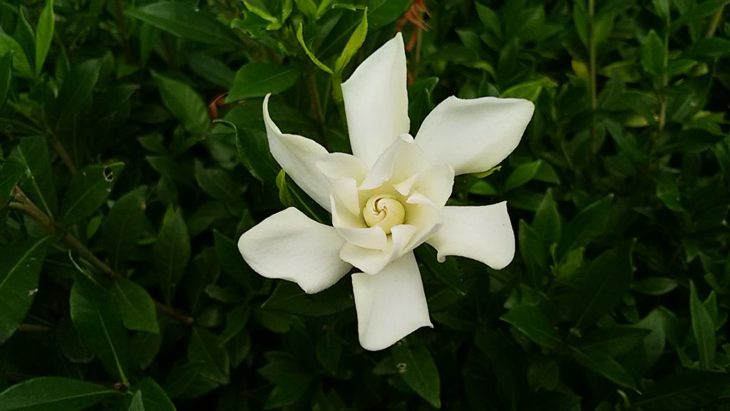 梔子の花 | 俳句の新