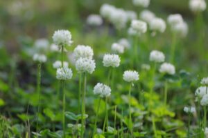 雨降り花 俳句の新