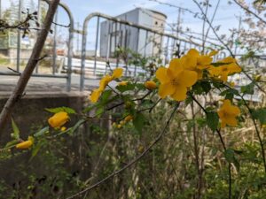雨降り花 俳句の新