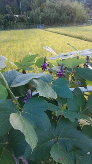 雨降り花 俳句の新